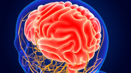 3D Illustration Human Brain With Nervous System Anatomy For Medical Concept