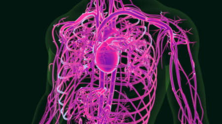 3D Illustration Human Heart Anatomy with Circulatory System For Medical Conceptの写真素材