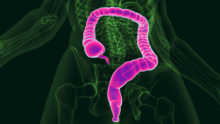 3D Illustration Human Digestive System Anatomy (Large Intestine) For Medical Concept