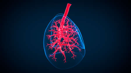 3D Illustration Human Respiratory System Anatomy (Lungs) For Medical Conceptの写真素材