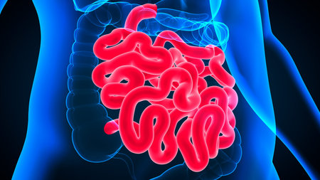 3D Illustration Human Digestive System Anatomy (Small Intestine) For Medical Concept