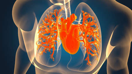 Lungs Human Respiratory System Anatomy For Medical Concept 3D Illustrationの写真素材