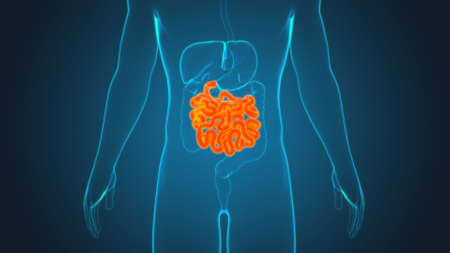Small Intestine 3D Illustration Human Digestive System Anatomy For Medical Conceptの写真素材