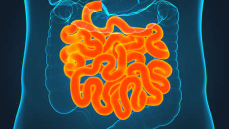 Small Intestine 3D Illustration Human Digestive System Anatomy For Medical Conceptの写真素材
