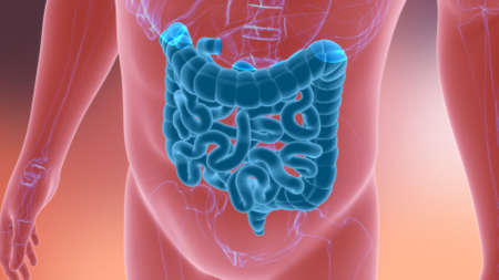 Small and large Intestine 3D Illustration Human Digestive System Anatomy For Medical Conceptの写真素材