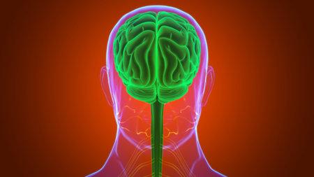 Human Brain Anatomy For Medical Concept 3D Illustration