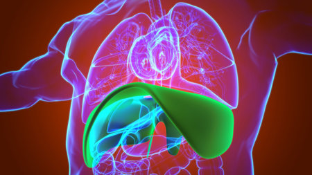 Diaphragm Human Respiratory System Anatomy For Medical Concept 3D Illustration