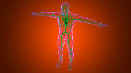 Human Heart With Circulatory System Anatomy For Medical Concept 3D Illustrationの写真素材