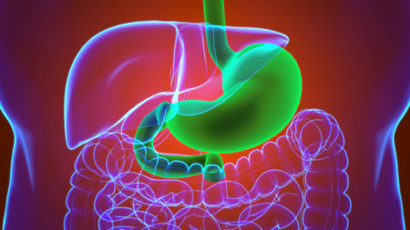 Stomach Anatomy Human Digestive System For Medical Concept 3D Illustration