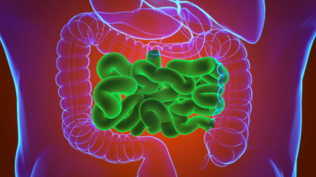 Small Intestine 3D Illustration Human Digestive System Anatomy For Medical Concept