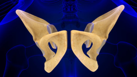 Human Skeleton Hip or Pelvic bone Anatomy For Medical Concept 3D Illustration