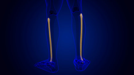 Human skeleton anatomy Fibula Bone 3D Rendering For Medical Concept