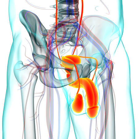 Male Reproductive System Anatomy For Medical Concept 3D Illustration