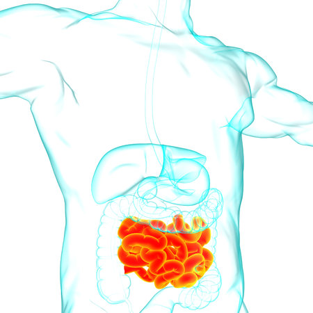 Small Intestine 3D Illustration Human Digestive System Anatomy For Medical Concept