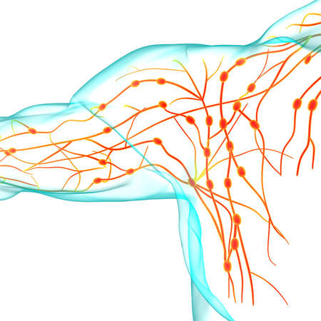 Human Lymph Nodes Anatomy For Medical Concept 3D Illustrationの写真素材