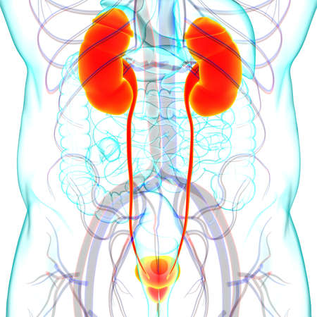 Human Urinary System Kidneys with Bladder Anatomy For Medical Concept 3D Illustrationの写真素材
