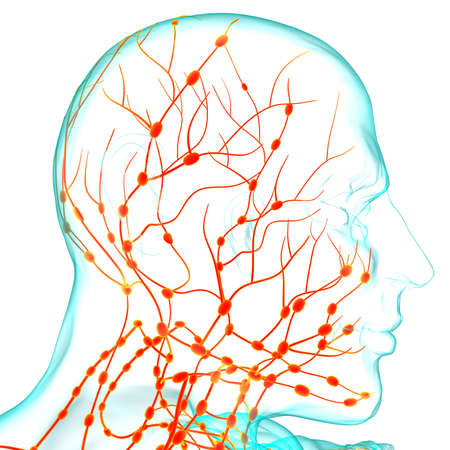 Human Lymph Nodes Anatomy For Medical Concept 3D Illustration
