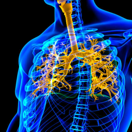 Lungs Human Respiratory System Anatomy For Medical Concept 3D Illustrationの写真素材