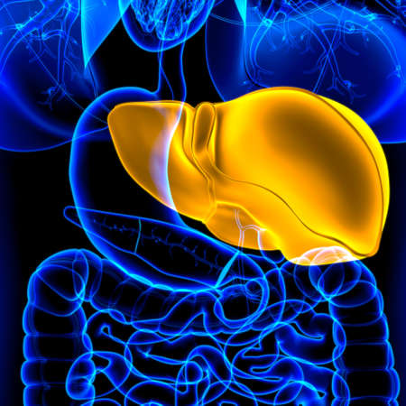 Liver 3D Illustration Human Digestive System Anatomy For Medical Conceptの写真素材