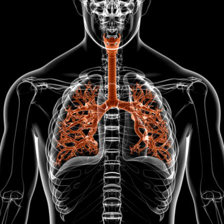 Lungs Human Respiratory System Anatomy For Medical Concept 3D Illustrationの写真素材