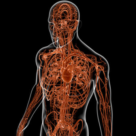 Human Heart With Circulatory System Anatomy For Medical Concept 3D Illustrationの写真素材