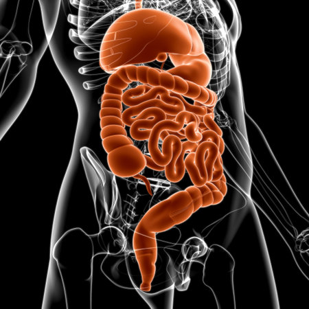 Human Digestive System Anatomy For Medical Concept 3D Illustration