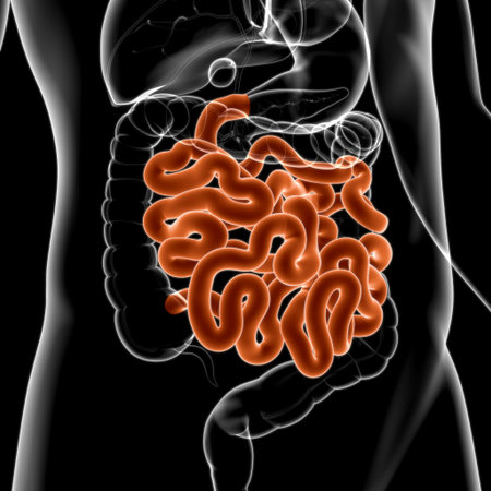 Small Intestine 3D Illustration Human Digestive System Anatomy For Medical Concept