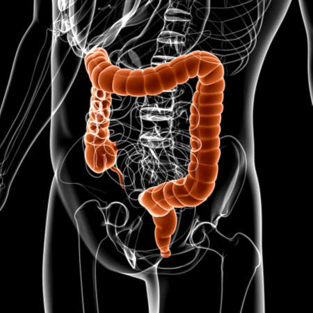 Large Intestine 3D Illustration Human Digestive System Anatomy For Medical Conceptの写真素材