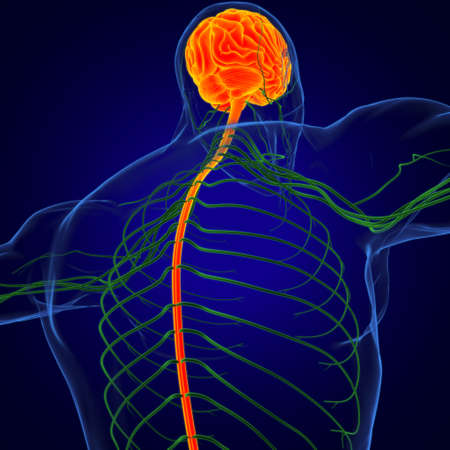 Human Brain Anatomy For Medical Concept 3D Illustrationの写真素材