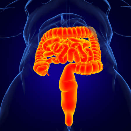Small and Large Intestine 3D Illustration Human Digestive System Anatomy For Medical Conceptの写真素材
