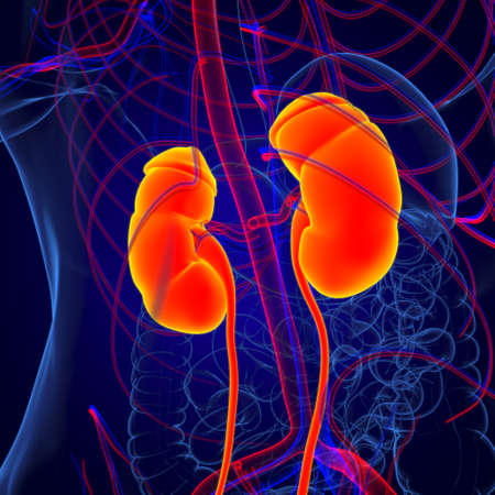 Human Urinary System Kidneys with Bladder Anatomy For Medical Concept 3D Illustrationの写真素材