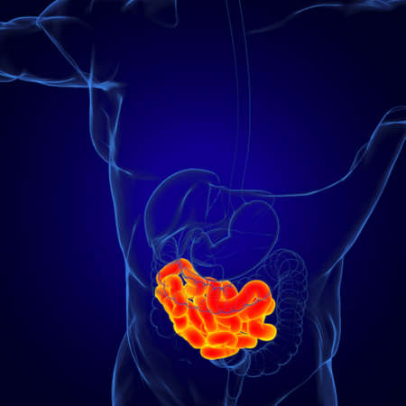 Small Intestine 3D Illustration Human Digestive System Anatomy For Medical Conceptの写真素材