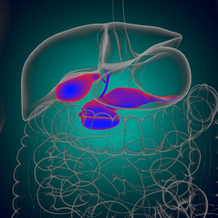 Gall Bladder Human Digestive System Anatomy For Medical Concept 3D Illustration