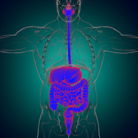Human Digestive System Anatomy For Medical Concept 3D Illustration
