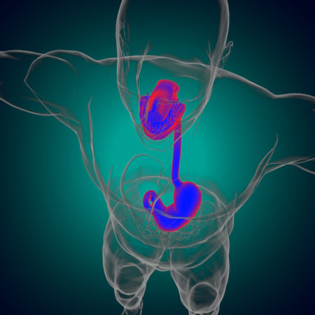 Stomach Anatomy Human Digestive System For Medical Concept 3D Illustrationの写真素材