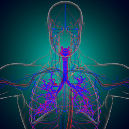 Lungs Human Respiratory System Anatomy For Medical Concept 3D Illustration
