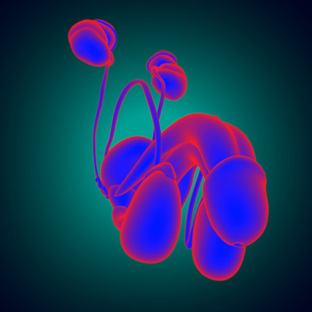 Male Reproductive System Anatomy For Medical Concept 3D Illustration
