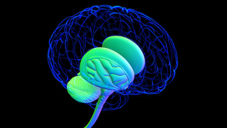 Human Brain inner parts Anatomy For Medical Concept 3D Illustration