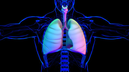 Lungs Human Respiratory System Anatomy For Medical Concept 3D Illustration