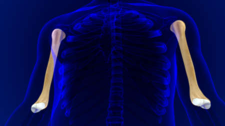 Human skeleton anatomy Humerus Bone 3D Rendering For Medical Conceptの写真素材