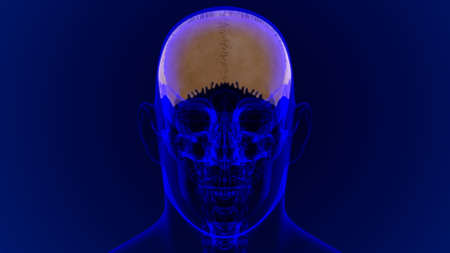 Human Skeleton Skull Parietal Bone Anatomy For Medical Concept 3D Illustrationの写真素材