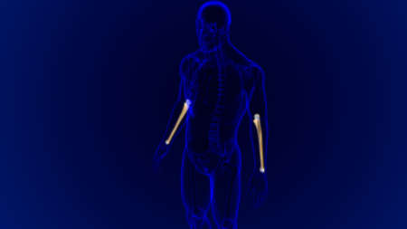 Human skeleton anatomy Ulna Bone 3D Rendering For Medical Conceptの写真素材