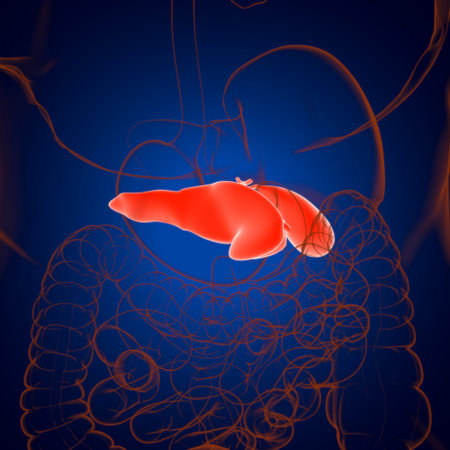 Gall Bladder Human Digestive System Anatomy For Medical Concept 3D Illustration