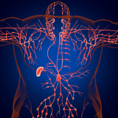 Human Lymph Nodes Anatomy For Medical Concept 3D Illustration