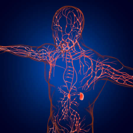 Human Lymph Nodes Anatomy For Medical Concept 3D Illustrationの写真素材