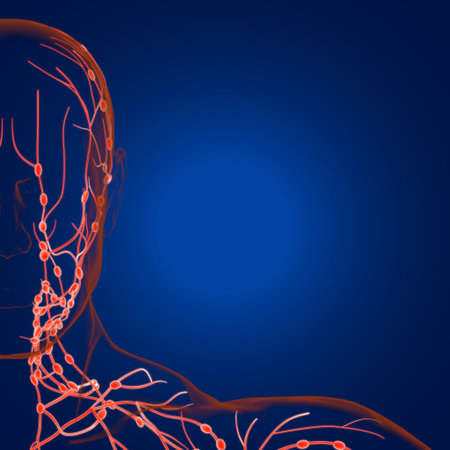 Human Lymph Nodes Anatomy For Medical Concept 3D Illustration