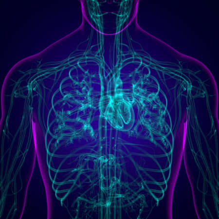 Human Heart With Circulatory System Anatomy For Medical Concept 3D Illustrationの写真素材