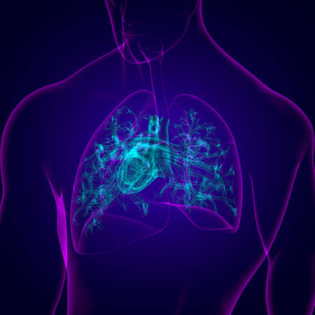 Lungs Human Respiratory System Anatomy For Medical Concept 3D Illustrationの写真素材