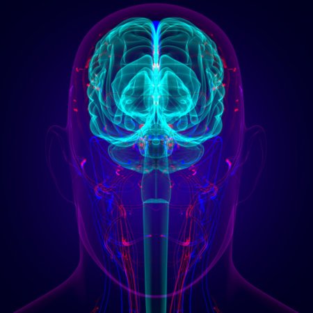 Human Brain Anatomy For Medical Concept 3D Illustration