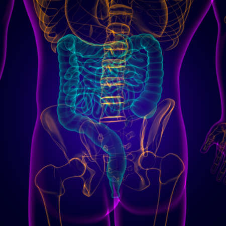 Small and large Intestine 3D Illustration Human Digestive System Anatomy For Medical Conceptの写真素材